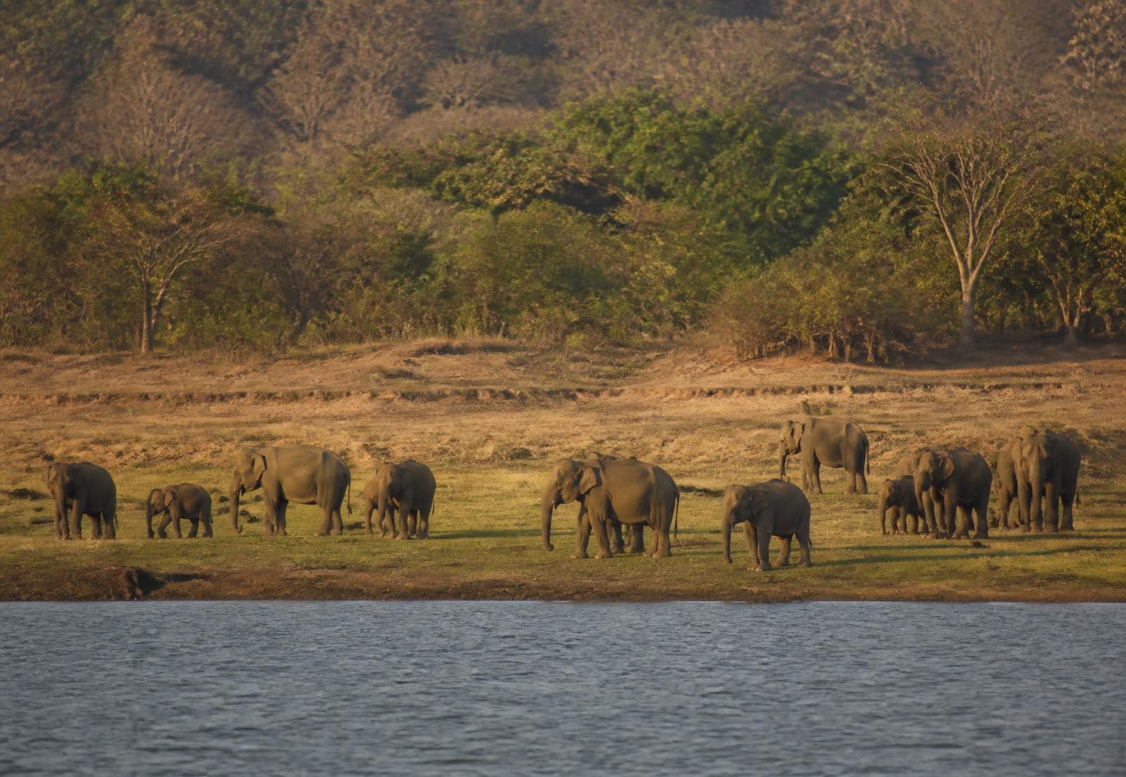 Wild elephants beside the reservoir, seen from the water at Sorabora Wewa